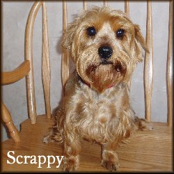 Scrappy