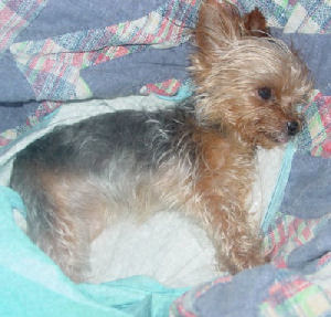 Daisy