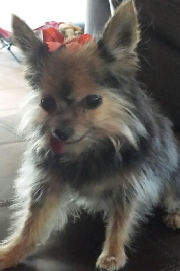 Lexi