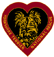 Yorkie Pin