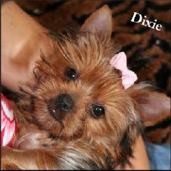 Dixie