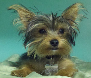 yorkshire terrier national rescue