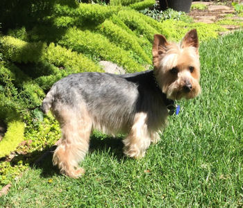 yorkshire terrier national rescue