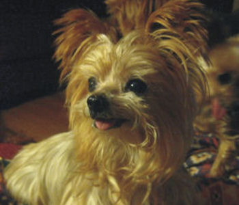 yorkshire terrier national rescue