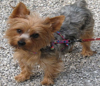 yorkies for adoption